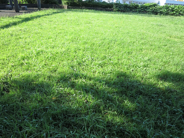 九兵衛坂公園の芝生