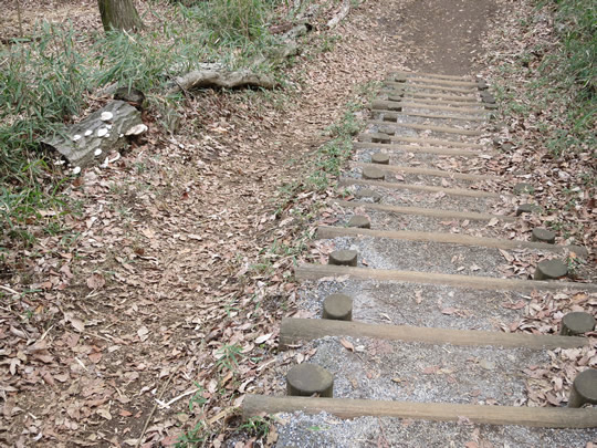長池公園の木立の道