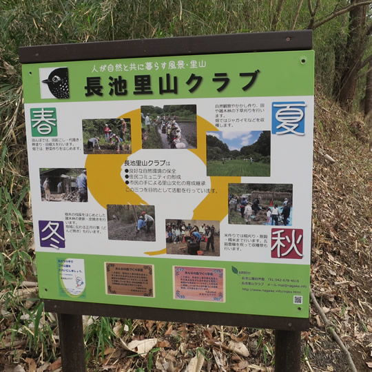長池公園の木立の道